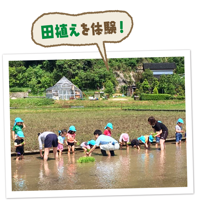 田植えは体験